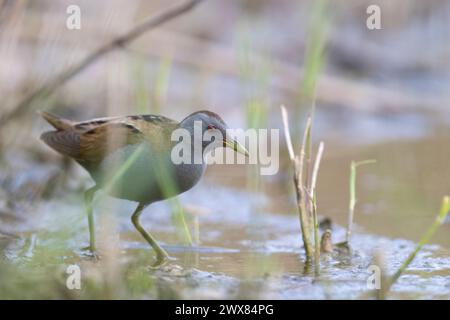 Der kleine Wasservogel (Zapornia parva) der Familie Rallidae in Italien Stockfoto