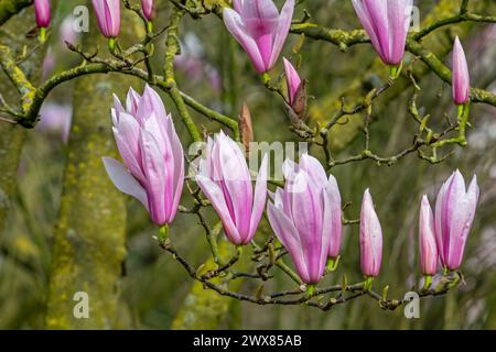 Blühende Magnolie mit Knospen und rosa Blüten im Frühjahr Stockfoto