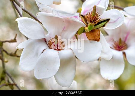 Blühende Magnolie Daisy Diva mit weißen Blüten und Gynoecium im Frühjahr Stockfoto