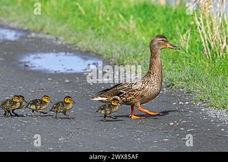 Stockenten / Wildenten (Anas platyrhynchos), weiblich, die im Frühjahr über den Weg zum Teich führen Stockfoto