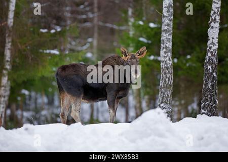 Elche / Elche (Alces alces) Jungbulle mit kleinen Geweihen, die im Winter im Wald im Schnee auf der Suche sind, Schweden Stockfoto