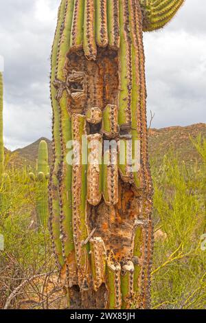 Beschädigter Trunk an einem Saguaro-Kakteen im Saguaro-Nationalpark in Arizona Stockfoto