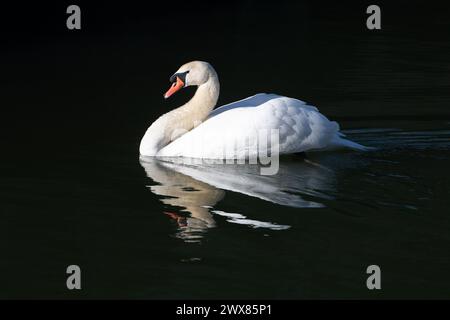 Datchet, Großbritannien. März 2024. Ein männlicher Schwan namens Cob auf Patrouille auf dem Jubilee River in Datchet, Berkshire, da die Paarungszeit begonnen hat. Männliche Schwäne kämpfen mit anderen männlichen Schwänen, um ihr Territorium zu verteidigen. Die Standard-Aggressionshaltung ist eine Haltung mit zurückgezogenem Hals und tief gezogenem Flügel. Quelle: Maureen McLean/Alamy Live News Stockfoto