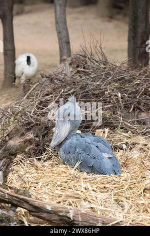 Ein Schuhstorch sitzt in einem Strohhalm. Er ist auch bekannt als Walfischstorch. Stockfoto
