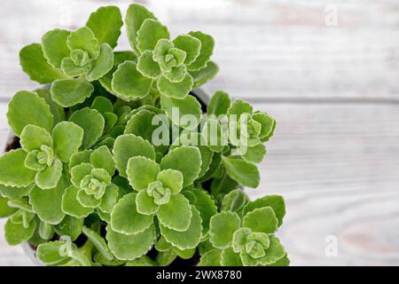 Blick von oben auf kubanischen Oregano, Jamaica-Thymian oder Plectranthus amboinicus auf einem weißen Holztisch, einem medizinischen Sukkulenten Stockfoto