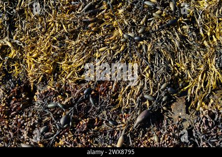 Mischung aus Gelbbraun gekanntem Wrack Sea Weed, Pelvetia canaliculata und geknüpftem Wrack, Ascophyllum nodosum, an der Upper Shore, Lymington, Großbritannien Stockfoto