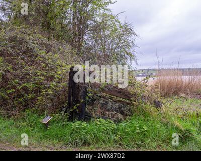 März 2024: Überreste des Bogens des Schiffsgesandten in Purton Hulks, Schiffsfriedhof in Gloucestershire, England. Stockfoto