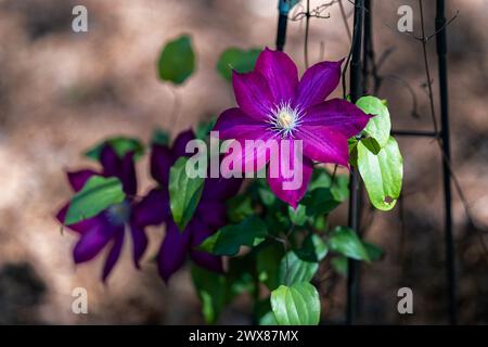 Clematide Bourbon oder Bourbon Clematis eine Kletterpflanze, die in einem heimischen Garten in Alabama, USA, blüht. Stockfoto