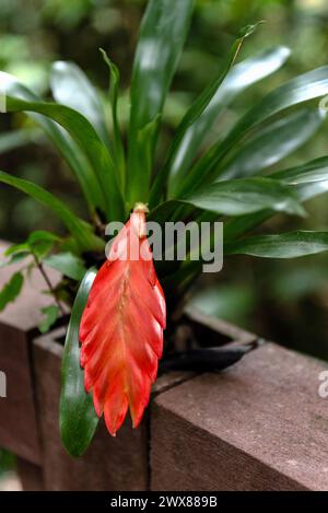 Vriesea splendens oder brennendes Schwert Stockfoto