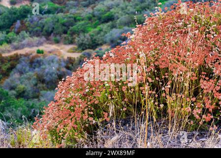 Kalifornischer Buchweizen mit rötlicher Färbung, auf der King Gillette Ranch in den Santa Monica Mountains. Quelle: Erik Morgan Stockfoto