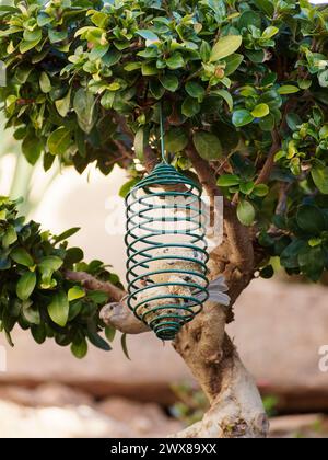 Spatzen essen in Vogelfuttern auf einem Baum im Garten Stockfoto