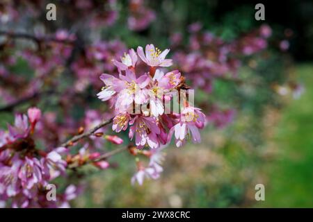 Hübsche rosa Kirschblüten aus der Nähe Stockfoto