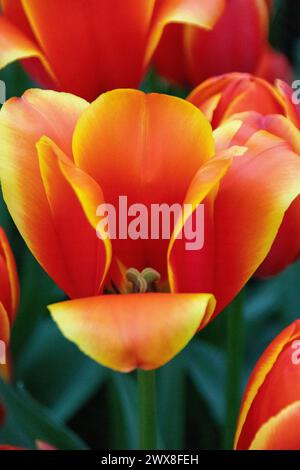 Niederländische Blumen, Tulpen und Narzissen Stockfoto