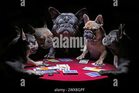 Französische Bulldoggen spielen Karten Stockfoto