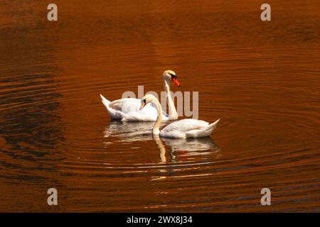 Zwei stumme Schwäne, die in entgegengesetzter Richtung in der Mitte eines Sees gehen, machen ruhig Wellen im Wasser mit roter Wasserreflexion Stockfoto