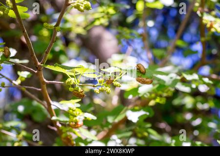 Cicada-Exoskelette, die die Zweige eines Baumes während der Entstehung von Brood X cicada 2021 bedecken Stockfoto