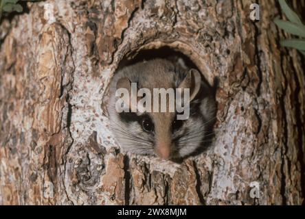 Gartendormaus (Eliomys quercinus) im Blockloch. Stockfoto