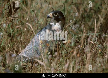 Wanderfalke für Erwachsene (Falco peregrinus) Stockfoto