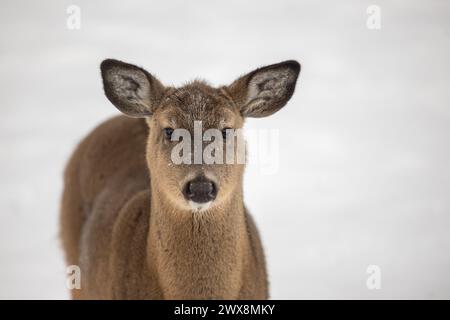 Ein Wildschwanzhirsch schaut auf die Kamera vor einem weißen natürlichen Hintergrund Stockfoto