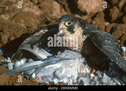 Der ausgewachsene Wanderfalke (Falco peregrinus) isst eine Taube Stockfoto