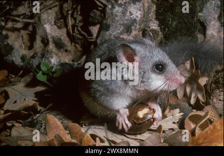 Europäische Essbare Schlafmaus oder Europäische Fettschlafmaus (Glis glis), die eine Nuss essen Stockfoto