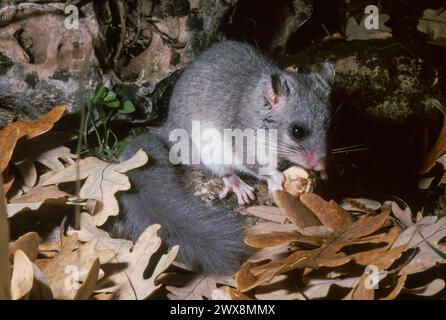 Europäische Essbare Schlafmaus oder Europäische Fettschlafmaus (Glis glis), die eine Eicheneichel essen Stockfoto