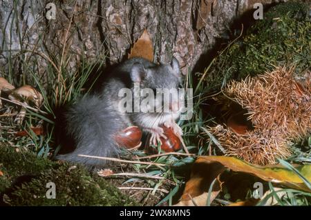 Europäische Essbare Schlafmaus oder Europäische Fettschlafmaus (Glis glis), die eine Nuss essen Stockfoto