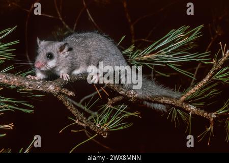 Europäischer Essbarer Dormaus oder europäischer Fettdormaus (Glis glis) Stockfoto