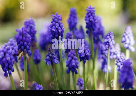 Kobaltblaue Muscari-Blüten blühen Stockfoto