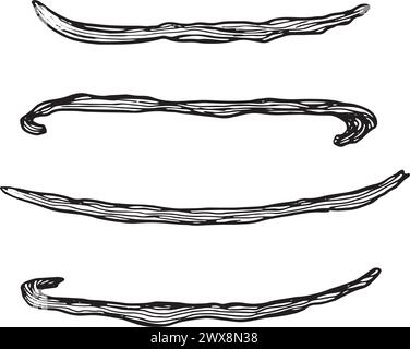 Sammlung von Vanillestäbchen-Schoten. Skizze, grafische Abbildung. Linie Hand gezeichnete Abbildung. Gravurstil. Stock Vektor