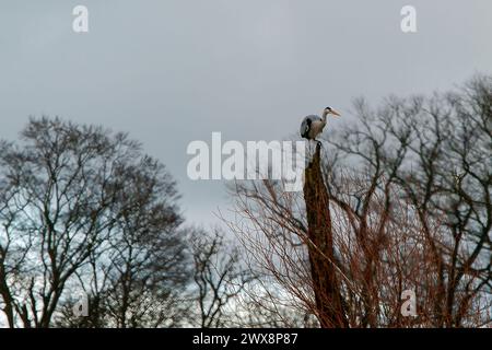 Graureiher fliegen, jagen und übernachten Stockfoto