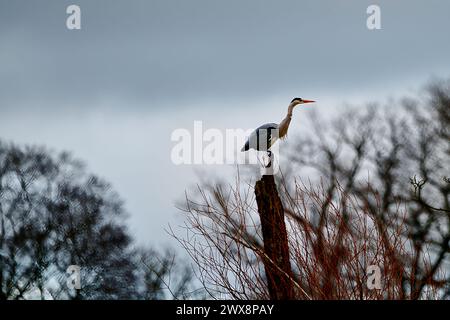 Graureiher fliegen, jagen und übernachten Stockfoto