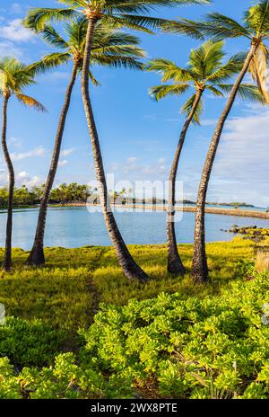 Coconut Palms am Anchialine Pond und Anaeho'omalu Bay am Waikoloa Beach, Waikoloa, Hawaii, USA Stockfoto