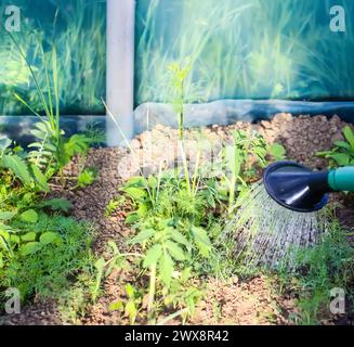 Gemüse aus einer Gießkanne im Gewächshaus gegossen. Stockfoto
