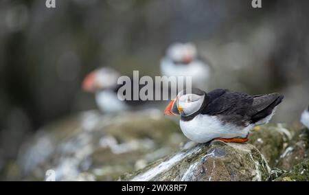 Nahaufnahme eines Puffinvogels auf der Coastal Cliff Against Blue Sky Ein farbenfrohes und detailliertes Porträt eines Puffins mit einem leuchtenden orangefarbenen Schnabel Stockfoto