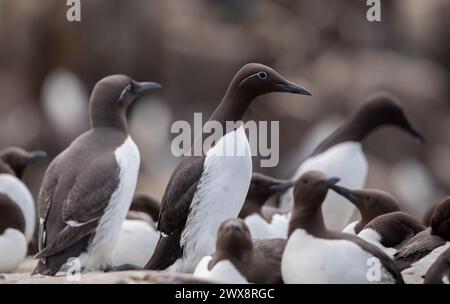 Gemeine guillemot, wissenschaftlicher Name Aria aalge Stockfoto