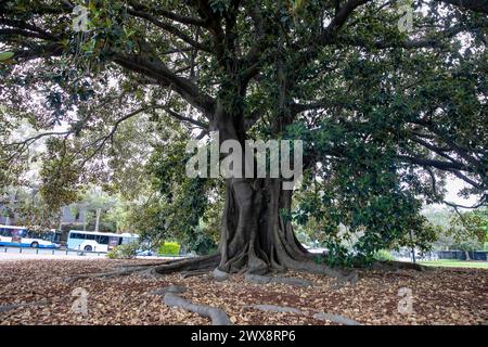 Ficus macrophylla, Moreton Bay Feigenbaum im Pope Paul V1 Reservat in Glebe, ein riesiger Feigenbaum, beleuchtet bei Nacht, Sydney, NSW, Australien Stockfoto