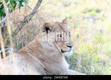 Ein Löwe, der als Panthera leo identifiziert wird, liegt auf einem riesigen Grasfeld in Südafrika. Die majestätische Kreatur strahlt Kraft und Anmut aus Stockfoto