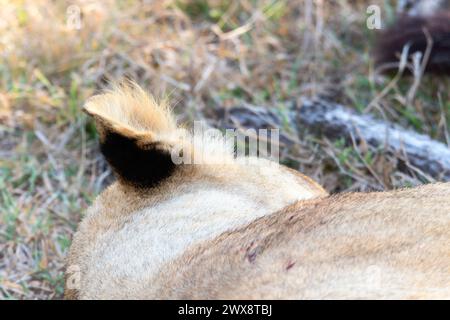 Aus nächster Nähe sehen Sie einen Löwen mit seiner charakteristischen Mähne, der auf dem Savannenboden in Südafrika liegt. Die majestätische Katze ruht und zeigt ihre Stockfoto