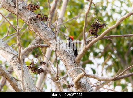 Ein Linienspecht, Dryocopus lineatus, der auf einem Baumzweig in Mexiko thront. Der Vogel ist klein und hat ein markantes schwarz-weißes Gefieder. Stockfoto