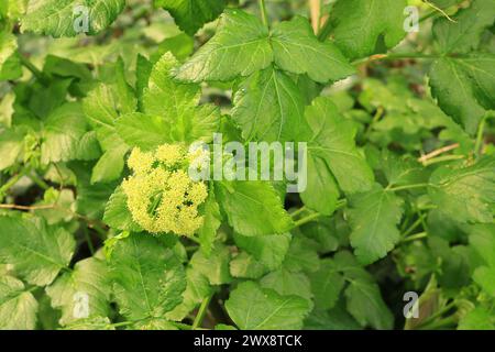 Smyrnium olusatrum oder alexanders, Nahaufnahme Blüte. Frühjahrsfoto im Wald im Wildgrounds Nature Reserve in Gosport, England. Stockfoto