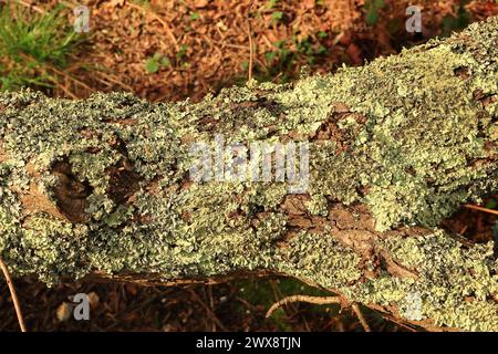 Ein gefällter Baumstamm, bedeckt mit Flechten. Frühjahrsfoto im Wald im Wildgrounds Nature Reserve in Gosport, England. Stockfoto