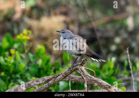 Ein Karoo Scrub Robin, Cercotrichas coryphoeus, auf einem Ast in einer üppigen Waldlandschaft. In Südafrika. Stockfoto