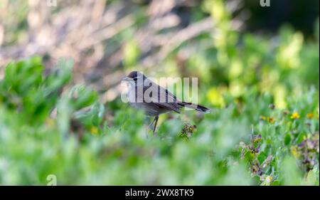 Ein Karoo Scrub Robin, wissenschaftlich bekannt als Cercotrichas coryphoeus, befindet sich auf einem lebendigen grünen Feld in Südafrika. Der kleine Vogel Stockfoto