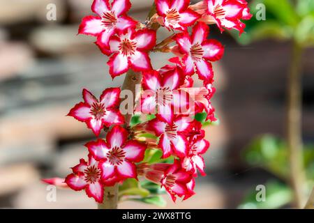 Diese Nahaufnahme zeigt die leuchtenden roten und weißen Blüten einer Impala-Lilie. Die komplizierten Muster und Texturen der Blume sind klar Stockfoto