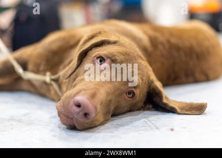 Dieses Bild zeigt einen Chesapeake Bay Retriever, der nach einer temperamentvollen Vorstellung auf einer Hundeshow eine ruhige Pause einlegt Stockfoto