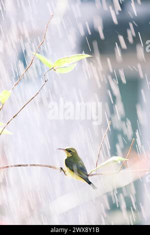 Ein Grünfink, der auf einem Ast thronte, mit Regen, der auf Äste im Vordergrund fiel Stockfoto