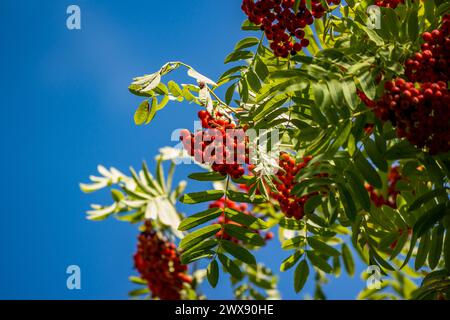 Rote vogelbeeren wachsen auf Zweigen vor blauem Himmel Stockfoto