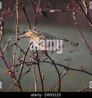 Eine Misteldrossel (Turdus viscivorus), die sich bei niedriger Wintersonne von einer eberesche ernährt. Stockfoto