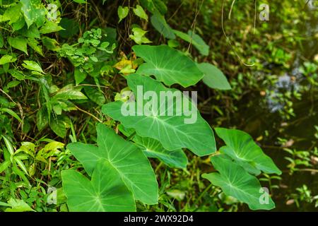 Taro lässt Pflanzen in einem Wald wachsen Stockfoto